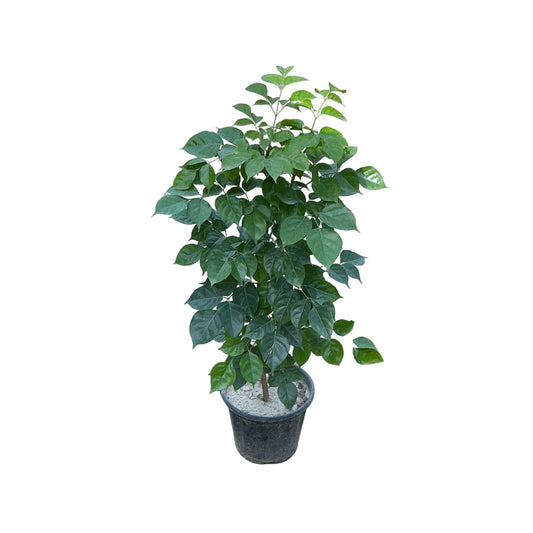 Redar Macheera/China Doll Plant 2.5 To 3 Feet Height In 10 Inch Nursery Pot