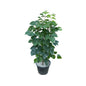 Redar Macheera/China Doll Plant 2.5 To 3 Feet Height In 10 Inch Nursery Pot