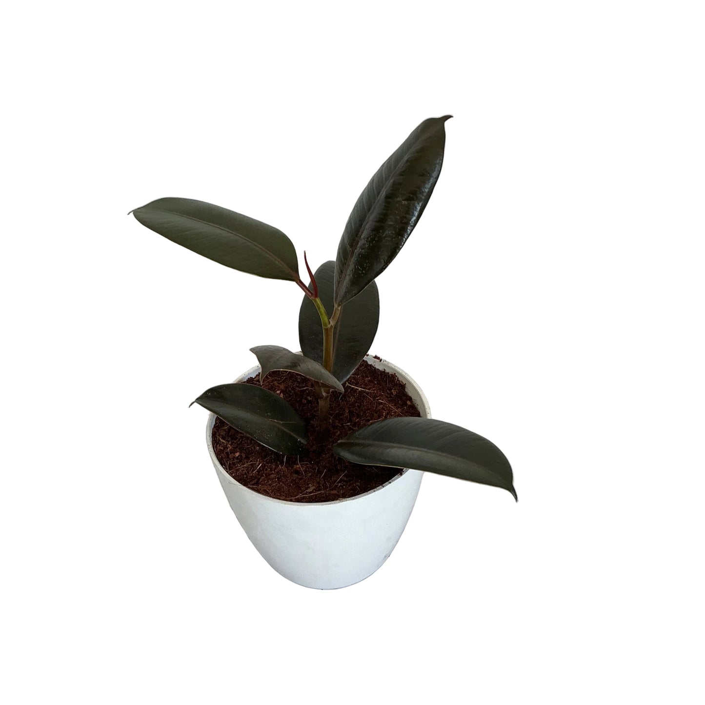 Ruber plant in 4 inch white orchid round pole
