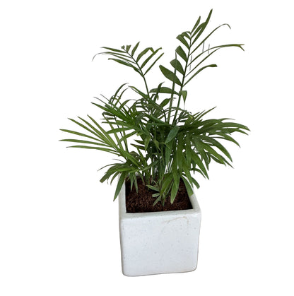 Chamaedorea plant in 4 inch ceramic pot any design