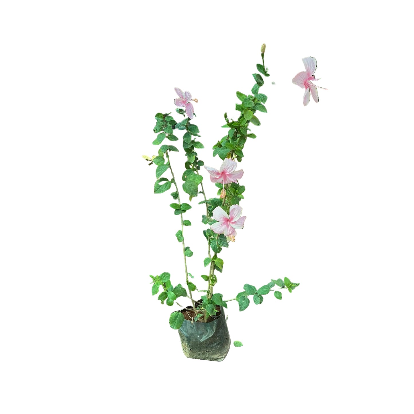 Hibiscus Flower Plant In 8 Inch Poly Bag