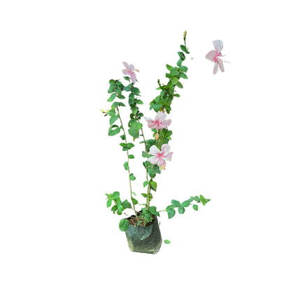 Hibiscus Flower Plant In 8 Inch Poly Bag