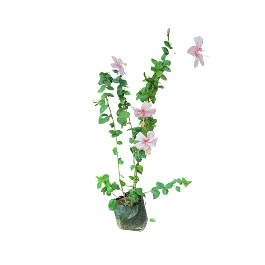 Hibiscus Flower Plant In 8 Inch Poly Bag