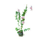 Hibiscus Flower Plant In 8 Inch Poly Bag