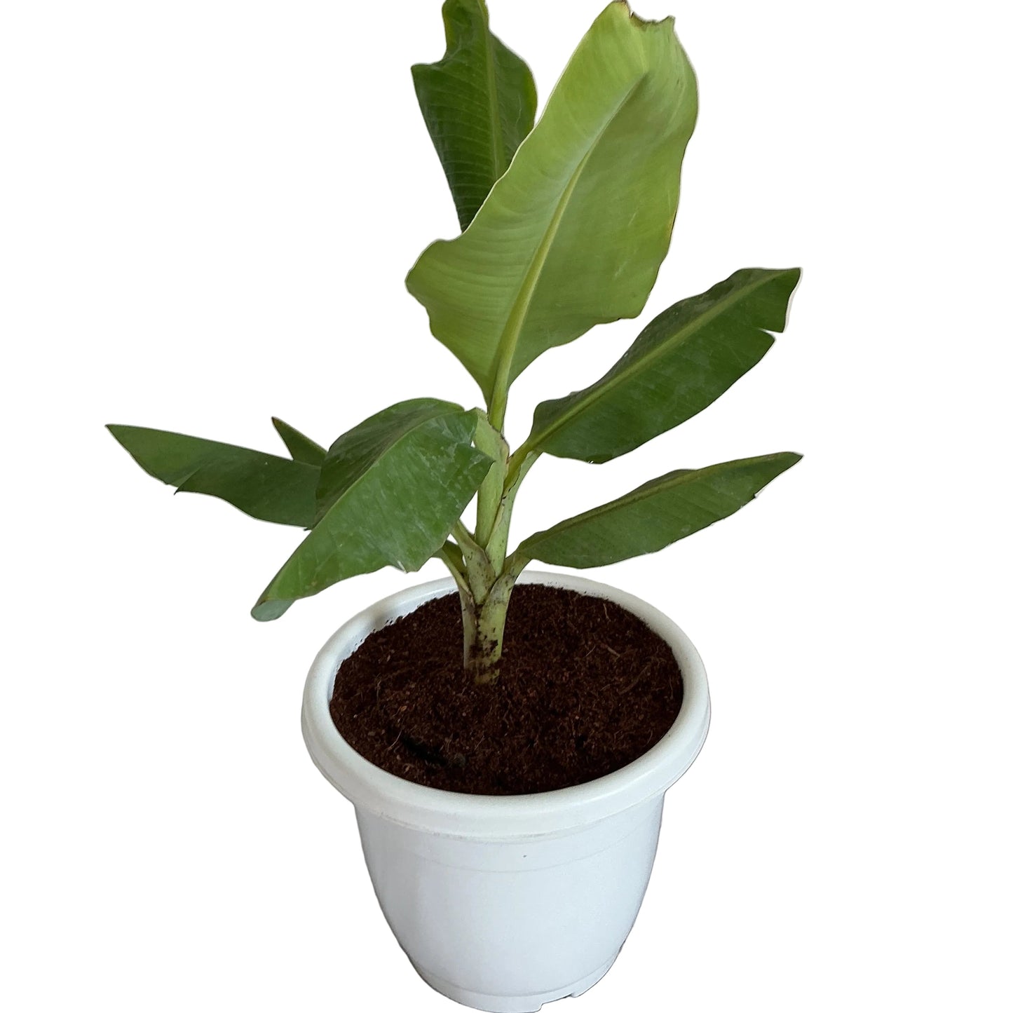Banana trees in 10 inch white classic pot
