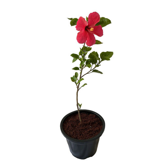 Hibiscus Gudhal Plant In 8 Inch Black Nursery Pot