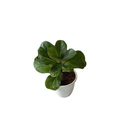 Fiddle leaf ( ficus lureta) plant 4 inch any design pot