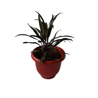 Dracaena Black Plant In 10 Inch Red Olive Pot