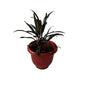 Dracaena Black Plant In 8 Inch Red Olive Pot