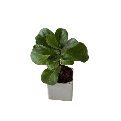 Fiddle leaf ( Ficus lyrata) plant in 4 inch ceramic pot any design