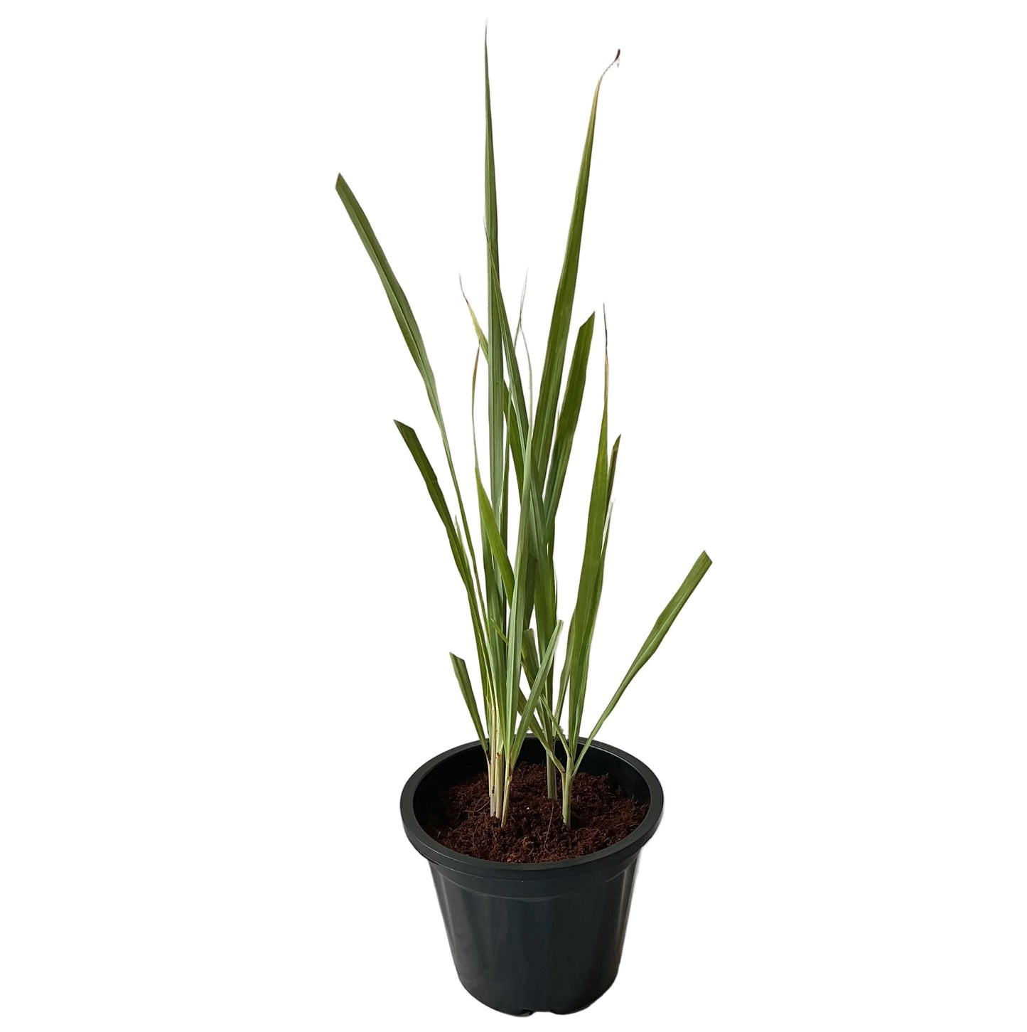 Lemon Grass Plant In 8 Inch Black Nursery Pot