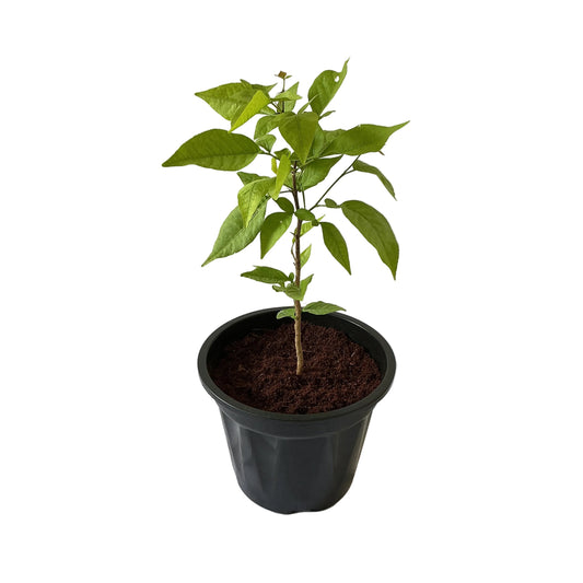Bel Pattra Fruit Plant In 8 Inch Black Nursery Pot