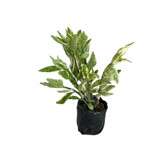 Pedilanthus Verigated plant in 4 inch poly bag