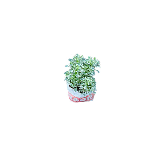 Mini Aralia Verigated Plant In 4 Inch Bag