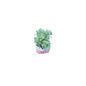 Mini Aralia Verigated Plant In 4 Inch Bag