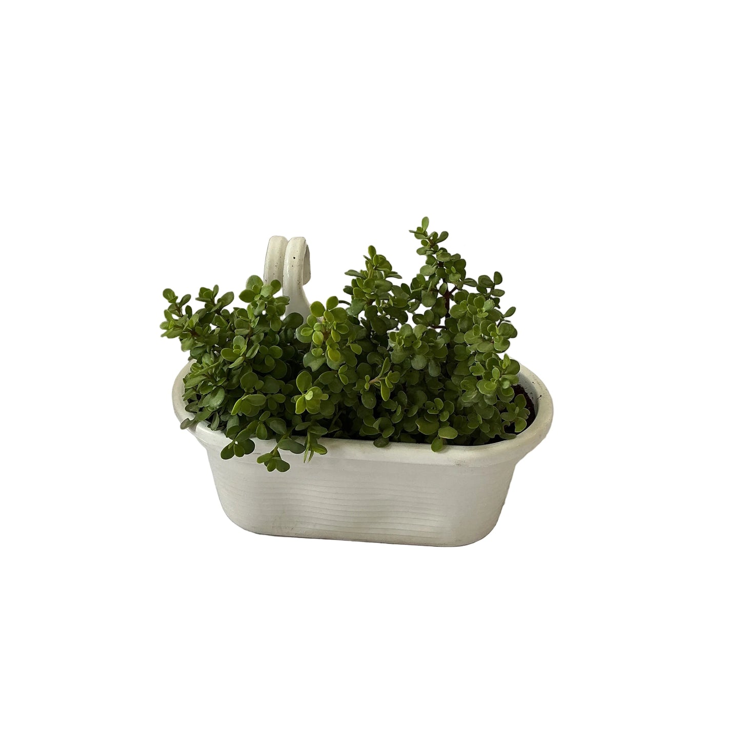 Jade Plant In Double Hook Hanging Basket Planter