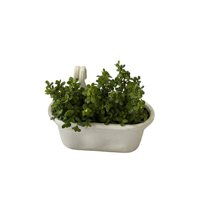 Jade Plant In Double Hook Hanging Basket Planter