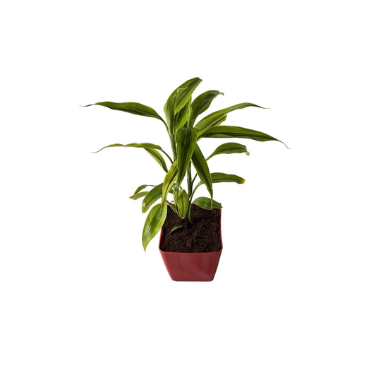 Golden lucky bamboo in 4 inch orchid red square pot