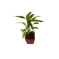 Golden lucky bamboo in 4 inch orchid red square pot