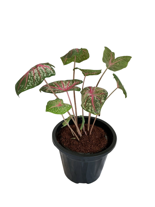 Caladium Plant in 8 inch black nursery pot