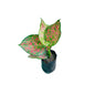 Pink Aglaonima Plant In 4 Inch Poly Bag