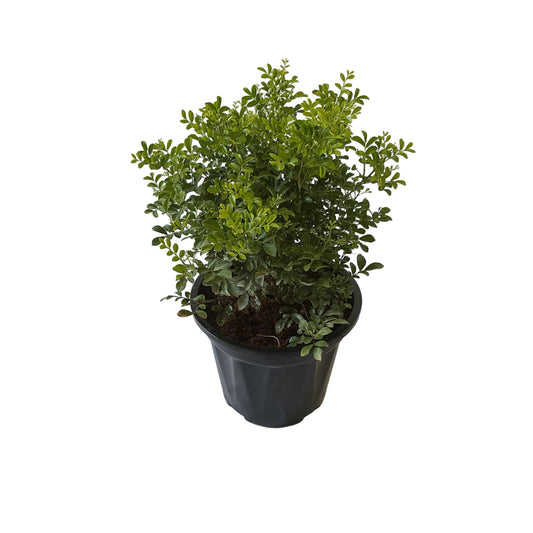 Madhu Kamini Dwarf In 8 Inch Black Nursery Pot