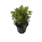 Madhu Kamini Dwarf In 8 Inch Black Nursery Pot