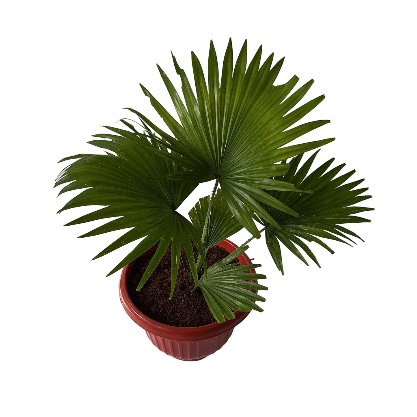 China Palm In 10 Inch Red Olive Pot