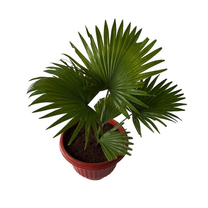 China Palm In 10 Inch Red Olive Pot