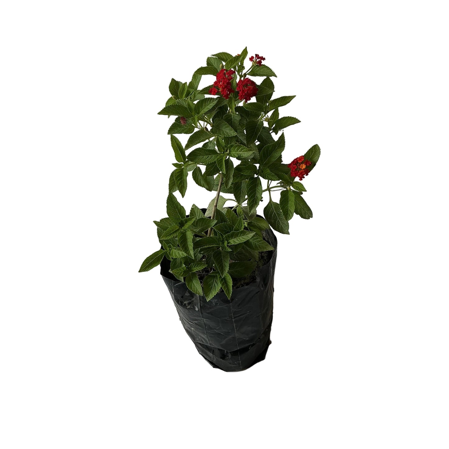 Laltena Flower Plant In 8 Inch poly bag