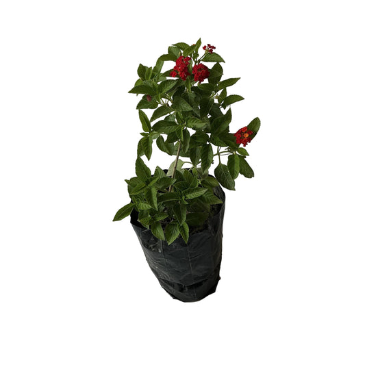 Laltena Flower Plant In 8 Inch poly bag