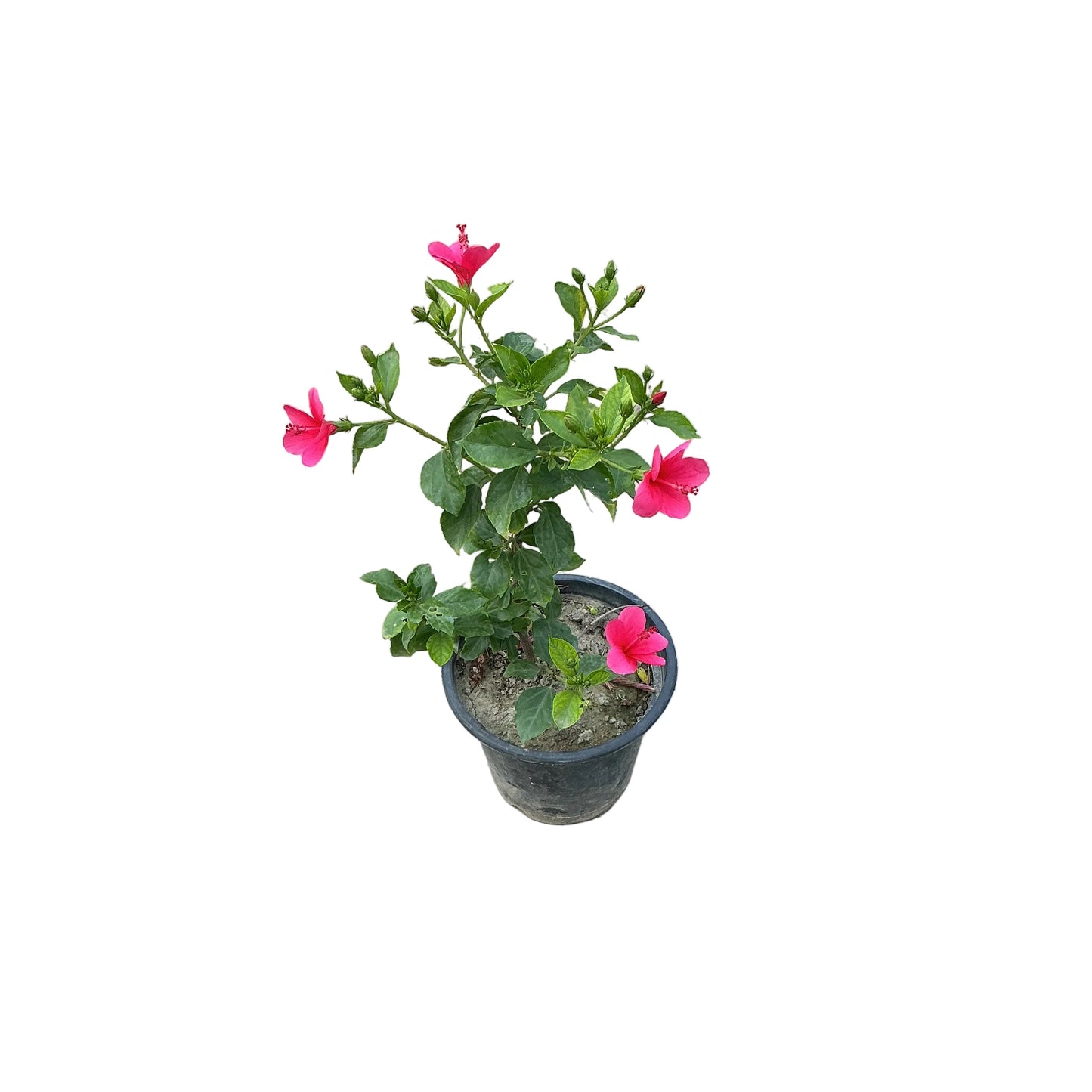 Hibiscus Plant In 8 Inch Nursery Pot