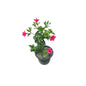 Hibiscus Plant In 8 Inch Nursery Pot