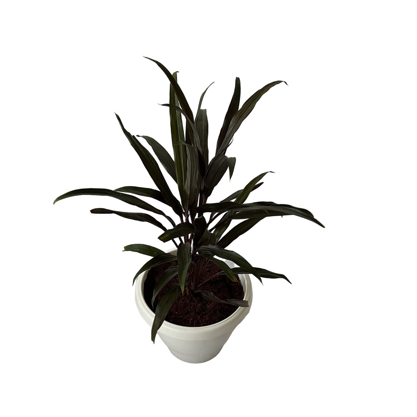 Dracaena Black Plant In 8 Inch White Classic Pot