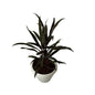 Dracaena Black Plant In 8 Inch White Classic Pot