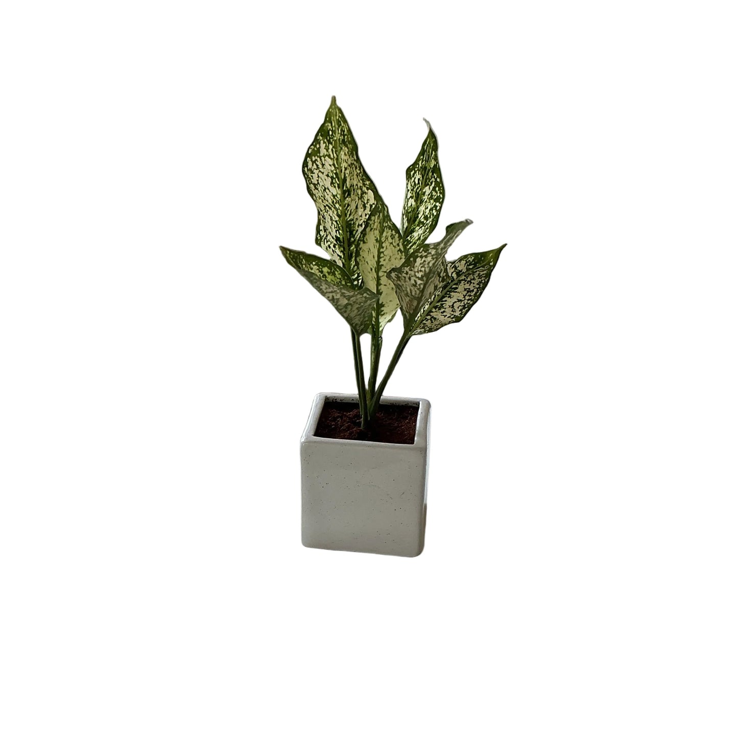 Snow white plants In 4 Inch Square Ceramic Pot
