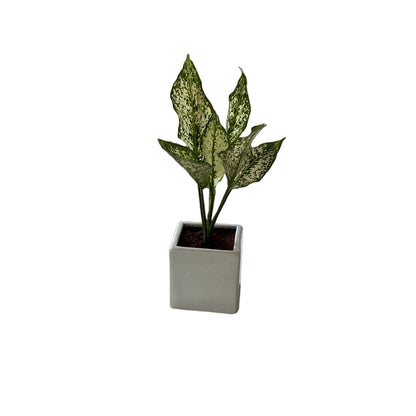Snow white plants In 4 Inch Square Ceramic Pot