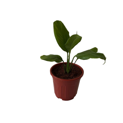 Peace Lily Plant In 6 Inch Red Nursery Pot