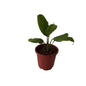 Peace Lily Plant In 6 Inch Red Nursery Pot