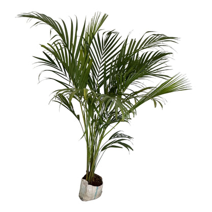 Arica Palm In 8 Inch Bag