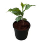 Bel Patra Fruit Plant In 6 Inch Nursery Pot
