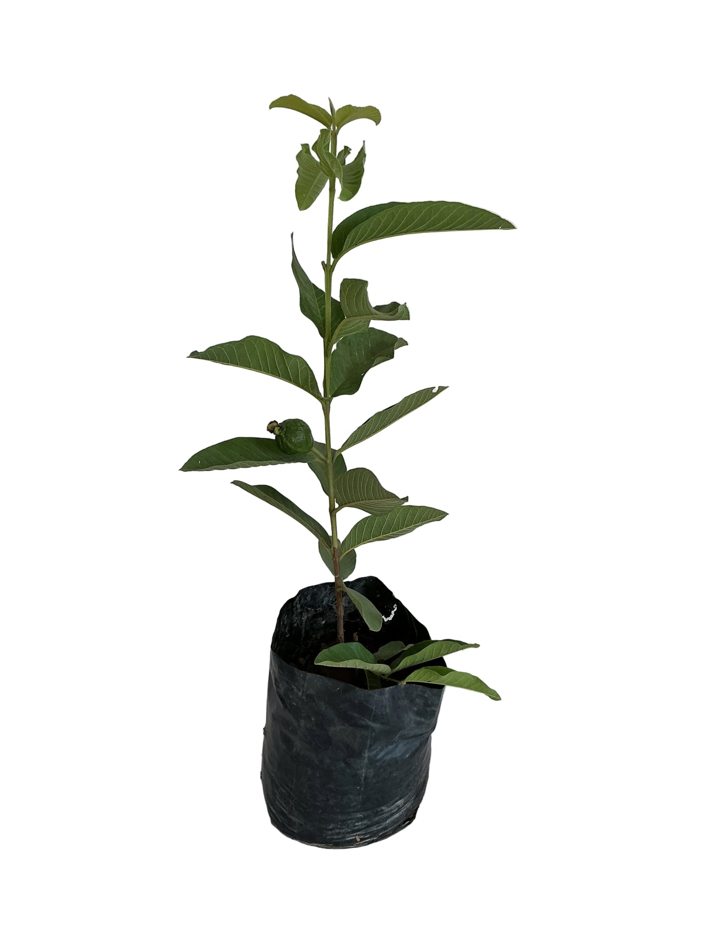 Guava Amrud in 10 inch poly bag