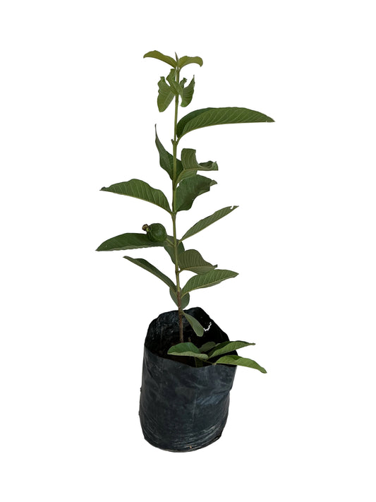 Guava Amrud in 10 inch poly bag