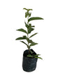 Guava Amrud in 10 inch poly bag