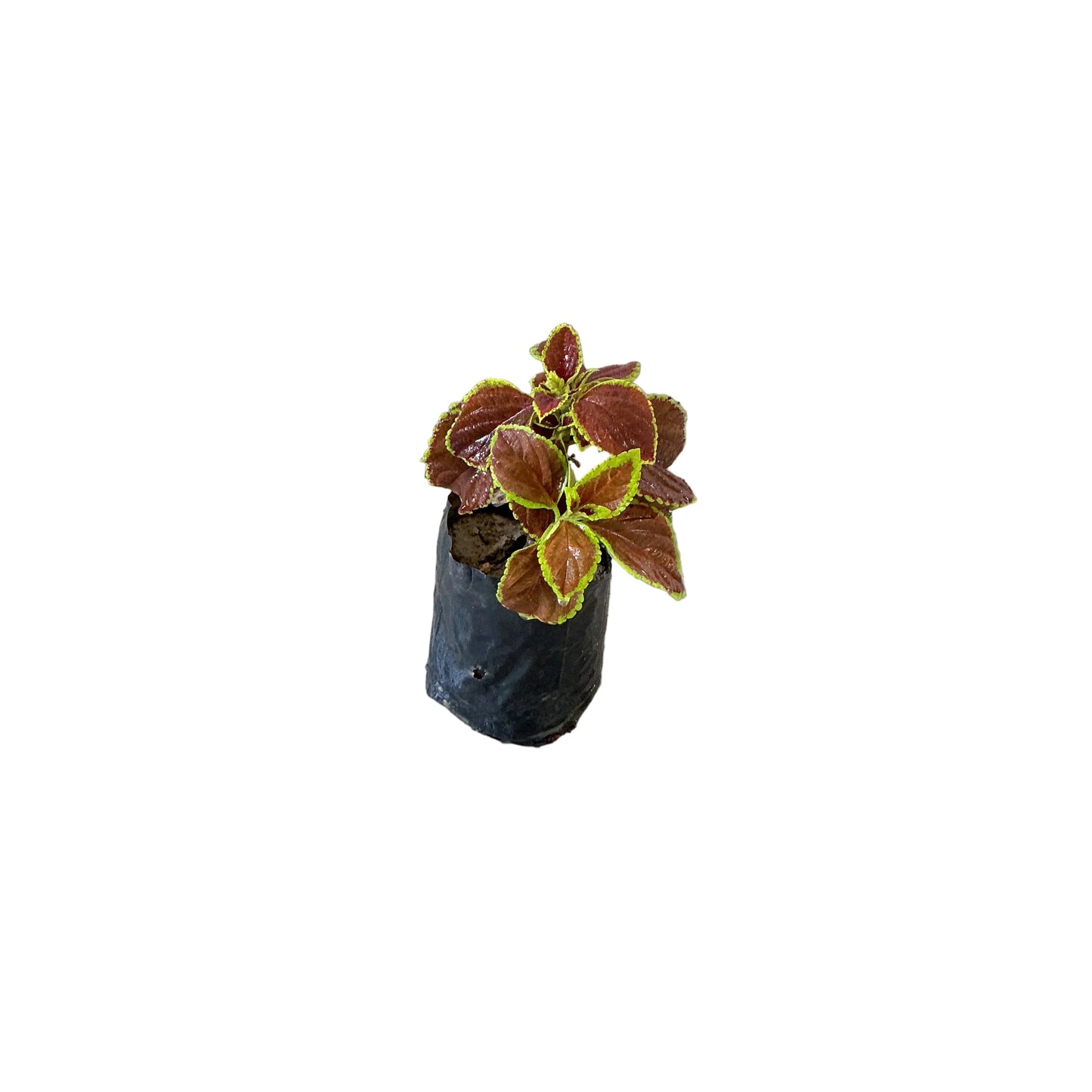 Coleus plant in 4 inch poly any colour