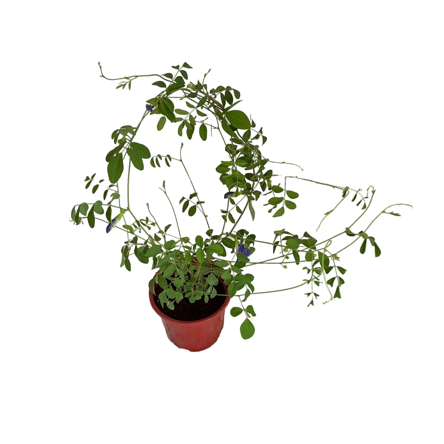 Aparajita Plant in 6 inch red nursery pot