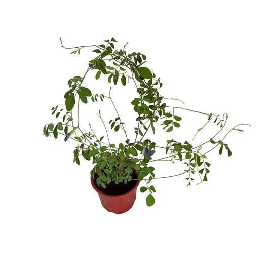 Aparajita Plant in 6 inch red nursery pot