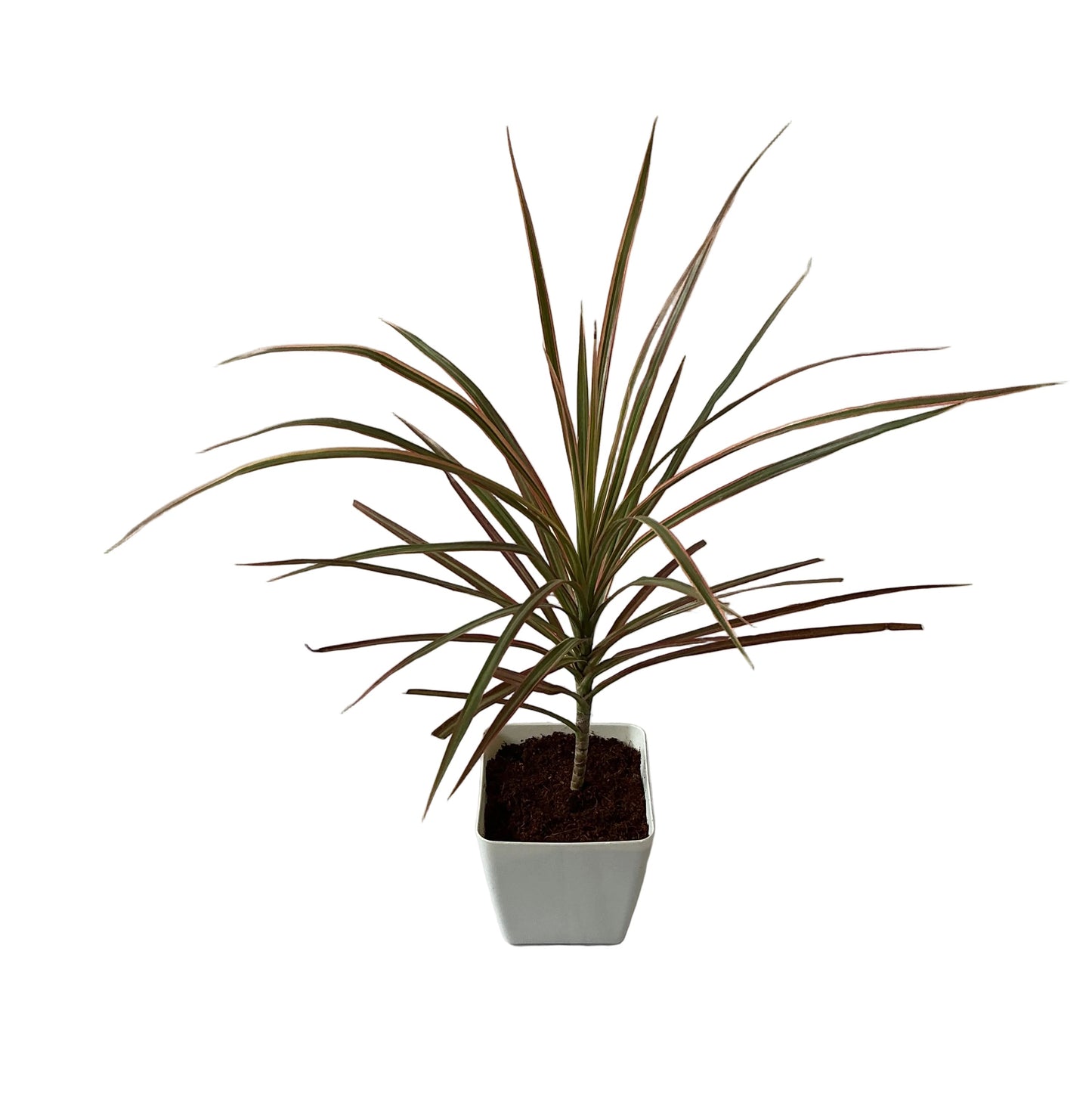 Dracaena Chloroma Plant In 4 Inch Orchid White Square Pot
