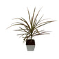 Dracaena Chloroma Plant In 4 Inch Orchid White Square Pot