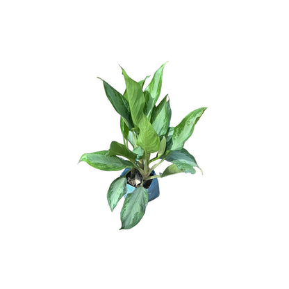 Aglaonima Plant In 7 Inch Bag